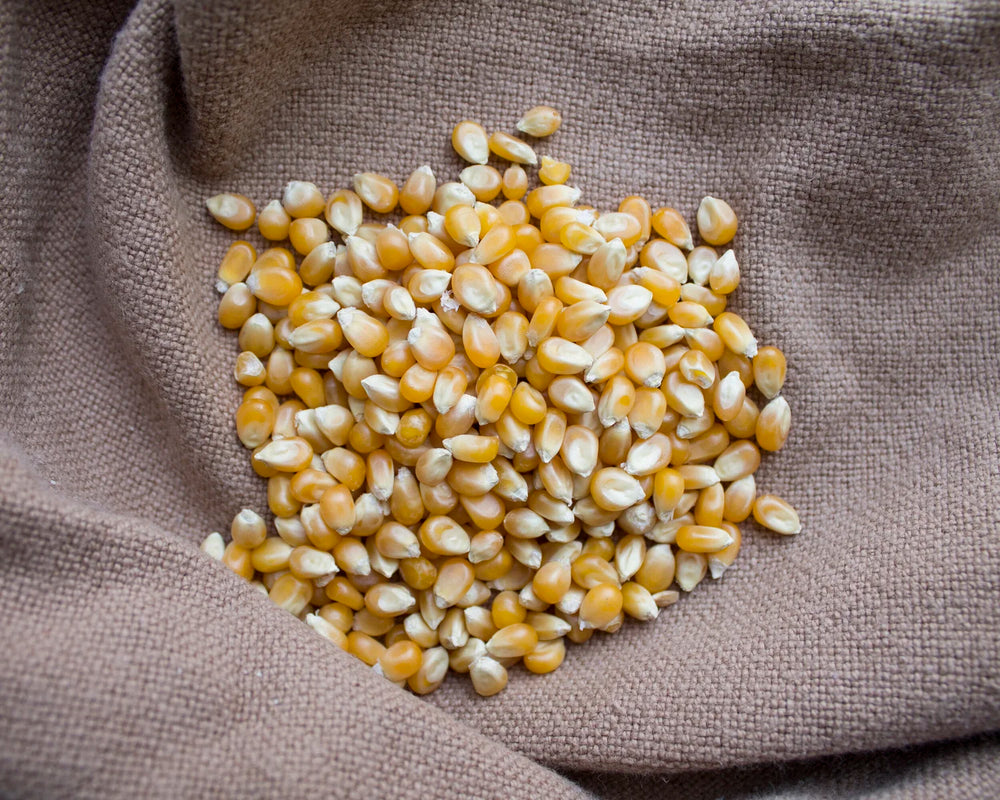 Popcorn kernels. Organic