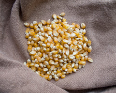 Popcorn kernels. Organic