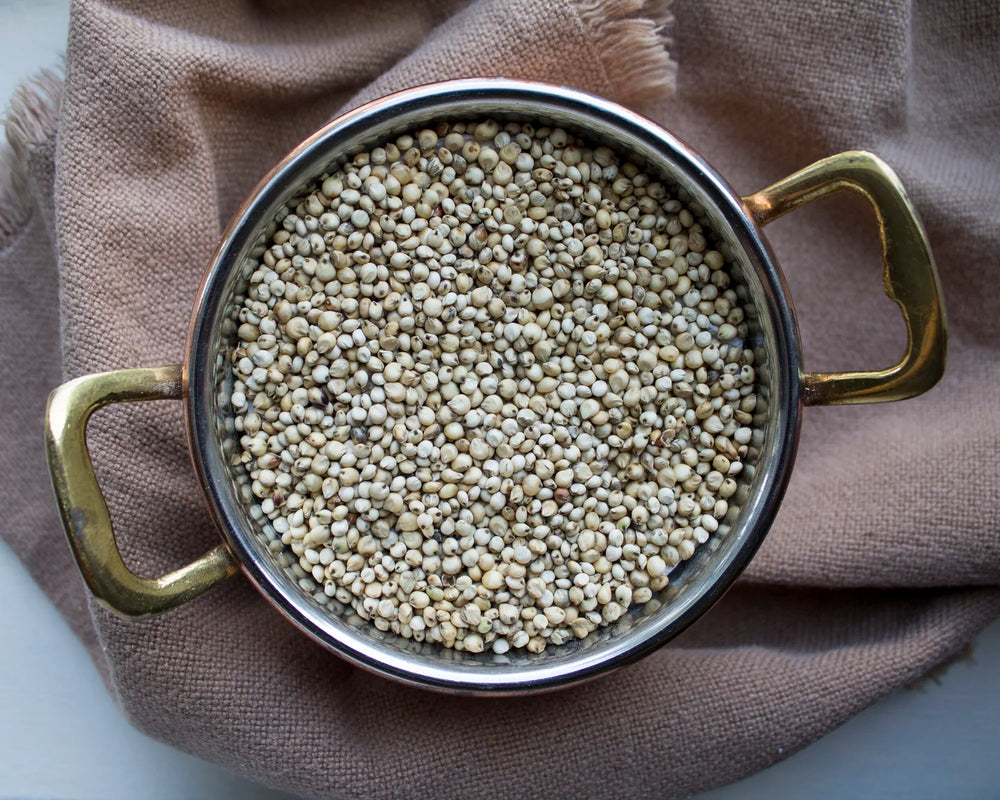 Sorghum