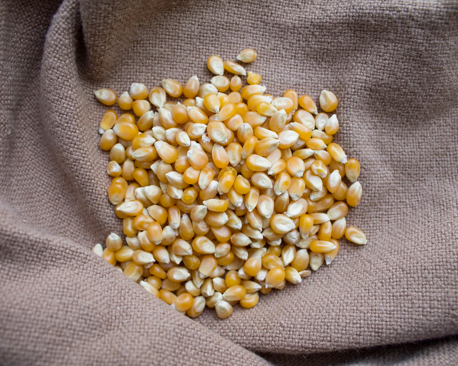 Popcorn kernels. Organic